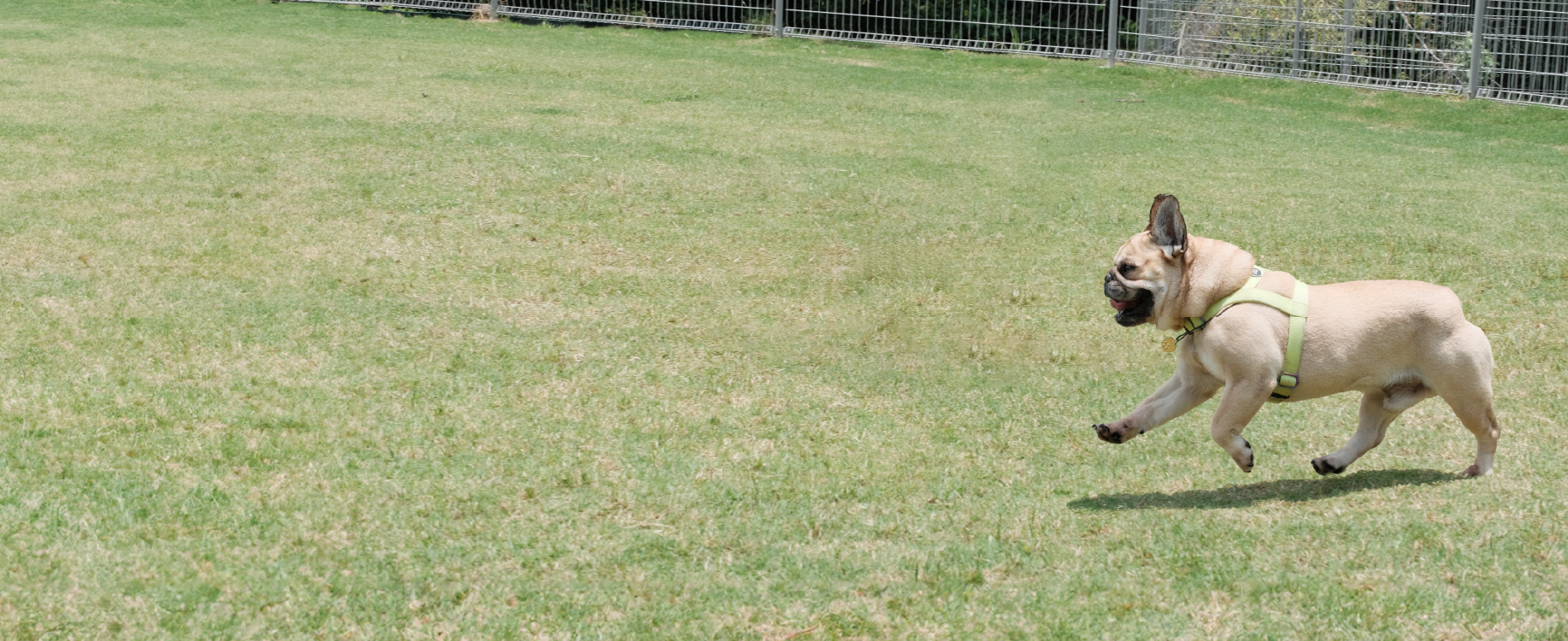 AO SORA cafe & dog garten